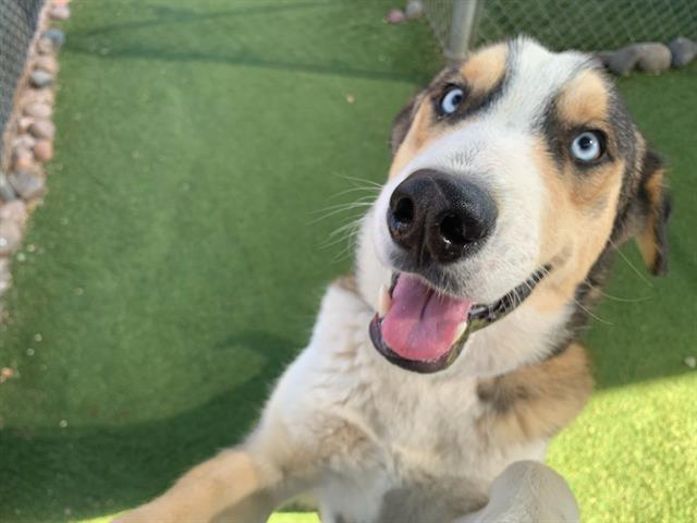 adoptable Dog in Phoenix, AZ named JUICY J