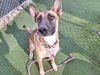 adoptable Dog in phoenix, AZ named HARRY