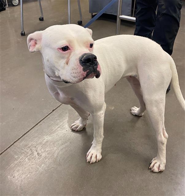 adoptable Dog in Phoenix, AZ named JESSIE