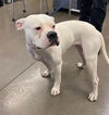 adoptable Dog in , AZ named JESSIE