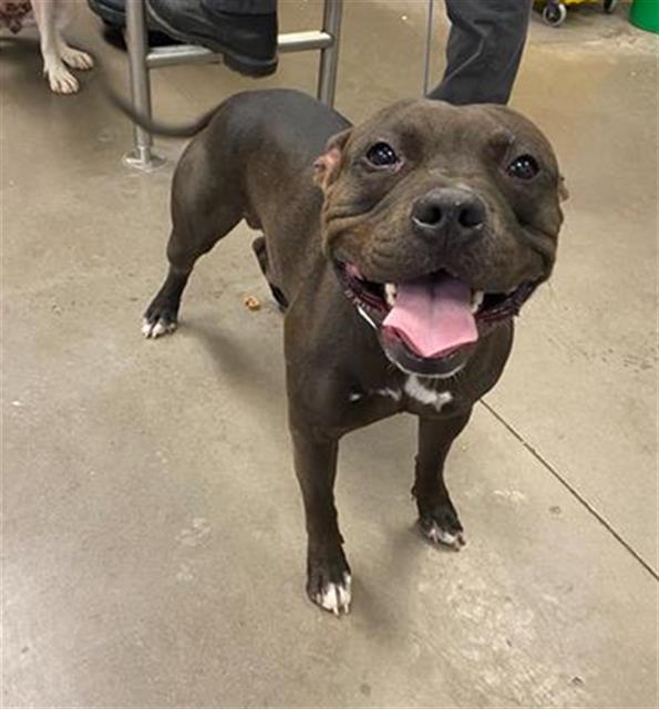 adoptable Dog in Phoenix, AZ named JAMES