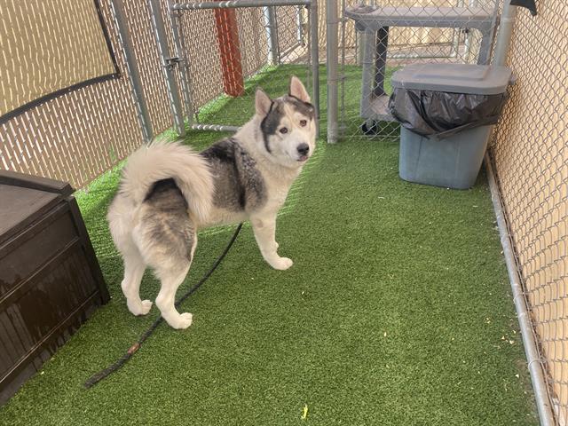 adoptable Dog in Phoenix, AZ named MAX