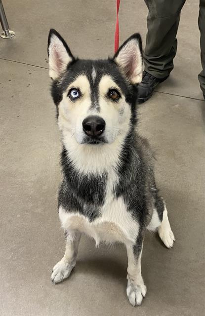 adoptable Dog in Phoenix, AZ named LUCY