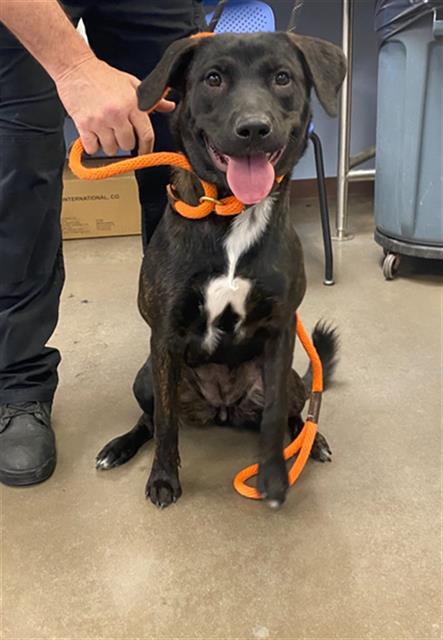 adoptable Dog in Phoenix, AZ named EMERALD