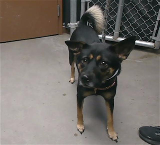 adoptable Dog in Phoenix, AZ named MARA