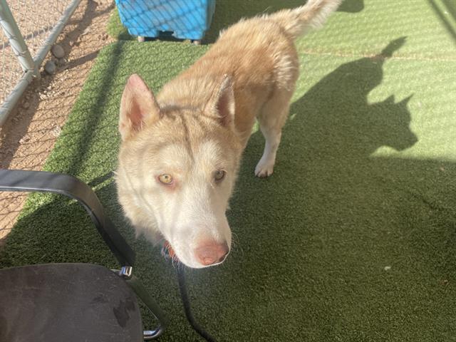 adoptable Dog in Phoenix, AZ named FALAFEL