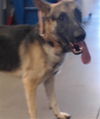 adoptable Dog in , AZ named HUMMER