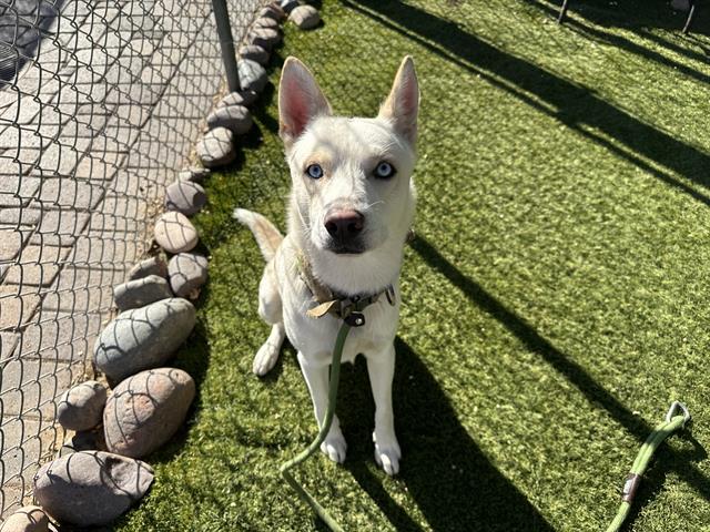 adoptable Dog in Phoenix, AZ named JERKY