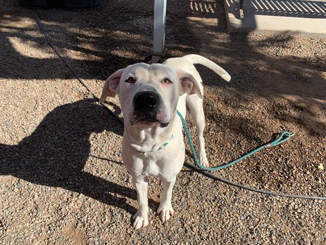 adoptable Dog in Phoenix, AZ named GOOFY