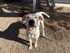 adoptable Dog in phoenix, AZ named GOOFY