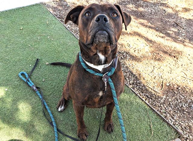 adoptable Dog in Phoenix, AZ named LILITH