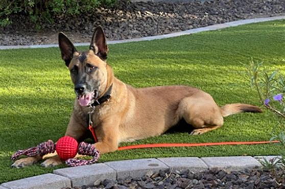 adoptable Dog in Phoenix, AZ named CINCO