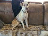 adoptable Dog in phoenix, AZ named HEIMDALL