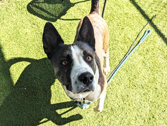 adoptable Dog in Phoenix, AZ named HOWDY