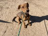 adoptable Dog in phoenix, AZ named HUD