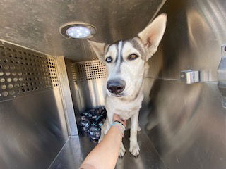 adoptable Dog in Phoenix, AZ named LEAH