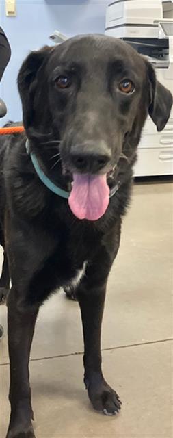 adoptable Dog in Phoenix, AZ named IVAN