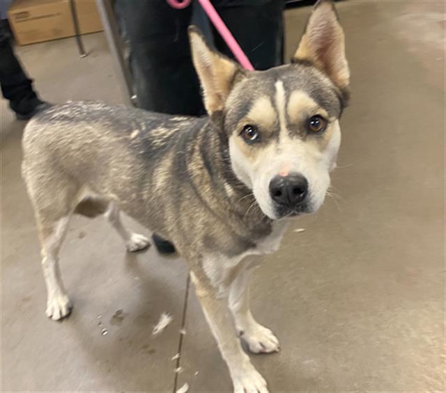 adoptable Dog in Phoenix, AZ named CHICKY