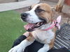 adoptable Dog in , AZ named CANDY APPLE