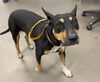 adoptable Dog in Phoenix, AZ named MARY