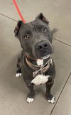 adoptable Dog in Phoenix, AZ named MOSES