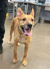 adoptable Dog in Phoenix, AZ named MATT