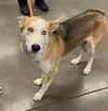 adoptable Dog in Phoenix, AZ named MARTHA