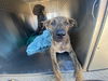 adoptable Dog in Phoenix, AZ named LACY