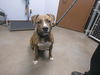 adoptable Dog in Phoenix, AZ named LANDO