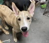 adoptable Dog in Phoenix, AZ named BUDDY