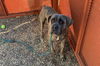 adoptable Dog in , AZ named COWBOY