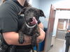 adoptable Dog in , AZ named A5089902