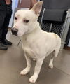 adoptable Dog in , AZ named CHORIZO