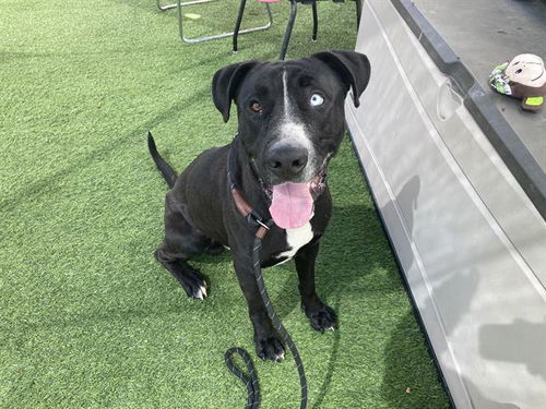 picture of the dog needing adoption