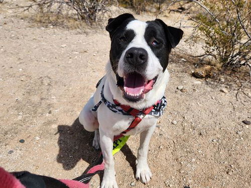picture of the dog needing adoption