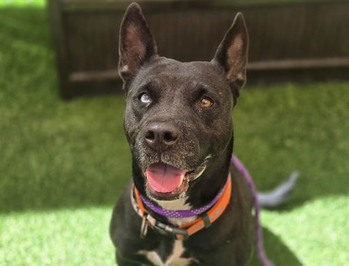 picture of the dog needing adoption