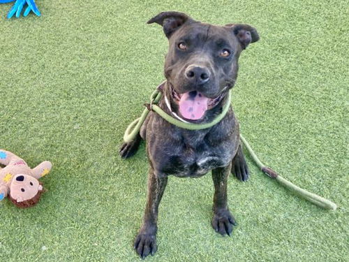 picture of the dog needing adoption