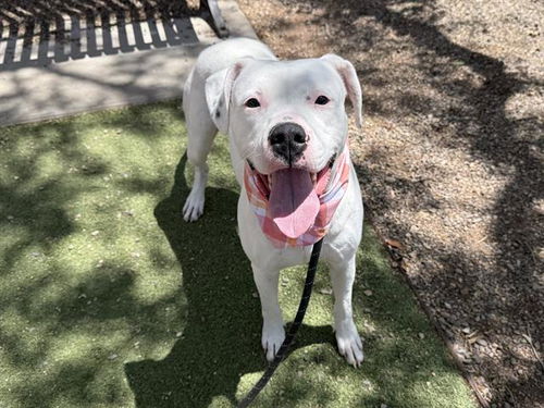 picture of the dog needing adoption