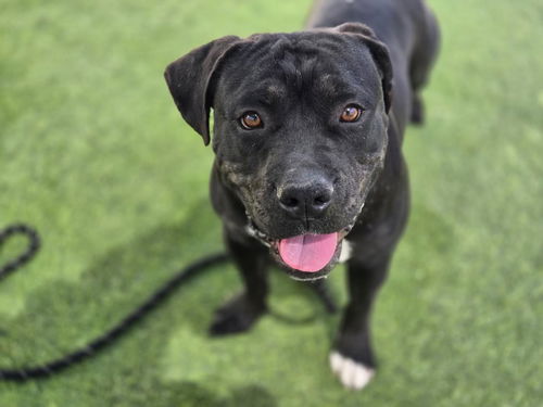 picture of the dog needing adoption