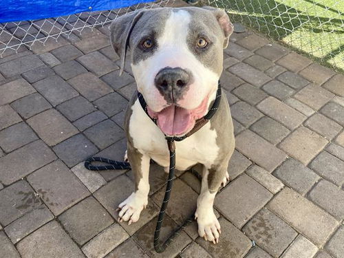 picture of the dog needing adoption