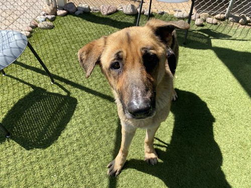 picture of the dog needing adoption