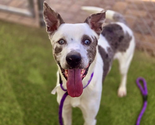 picture of the dog needing adoption