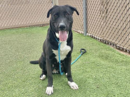 picture of the dog needing adoption