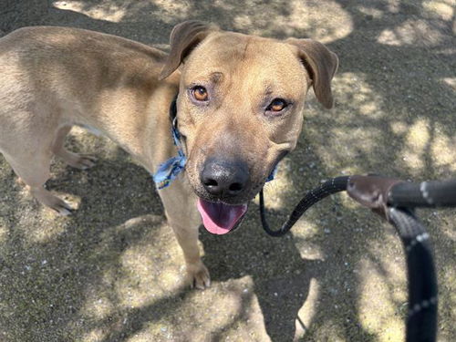 picture of the dog needing adoption