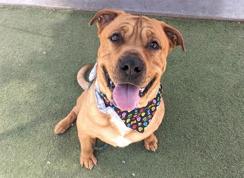 picture of the dog needing adoption