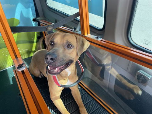 picture of the dog needing adoption