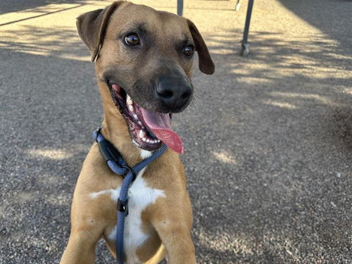 picture of the dog needing adoption