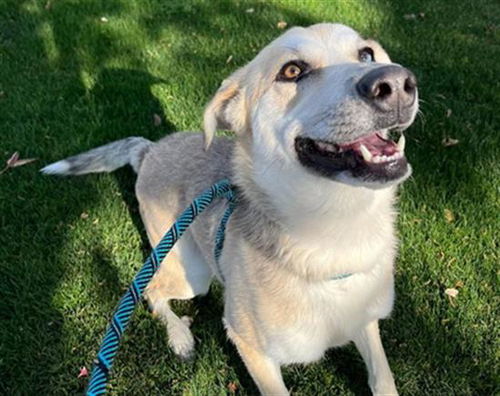 picture of the dog needing adoption