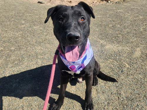 picture of the dog needing adoption