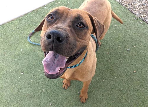 picture of the dog needing adoption